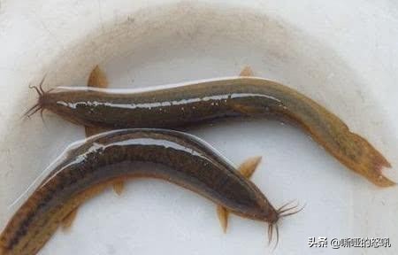 吃泥鳅需要剔除刺吗,小泥鳅不去头和内脏可以炸着吃吗