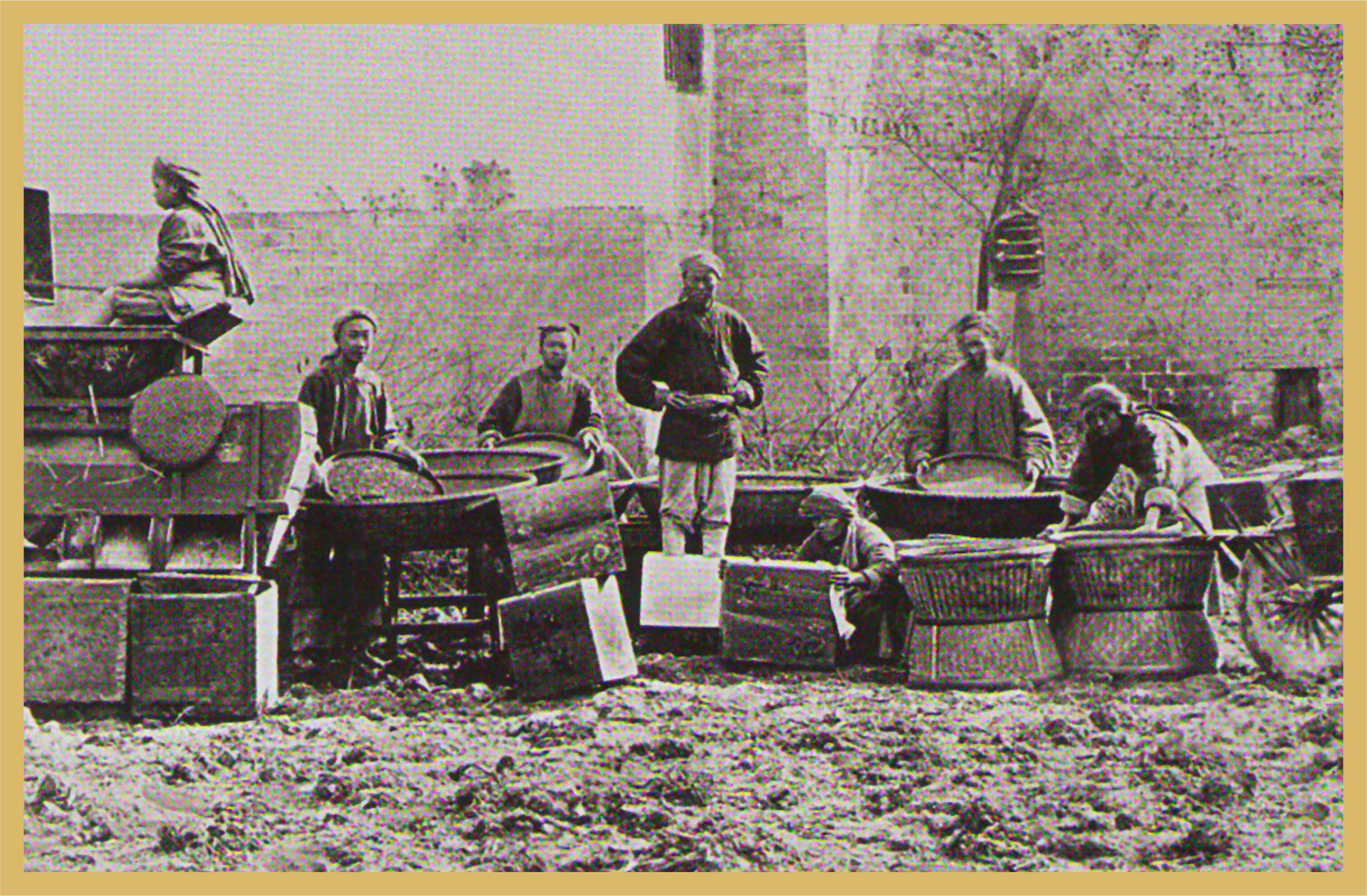 青砖茶万里茶道,羊楼洞万里茶道青砖茶