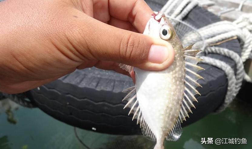 鱼排筏钓如何选择位置,鱼排筏钓教学视频