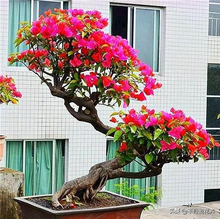 养花日常推荐植物盆栽,盆栽植物室内大号