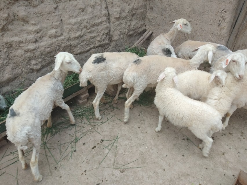 农村养几只羊最合适,农村家里养十几只羊可以吗