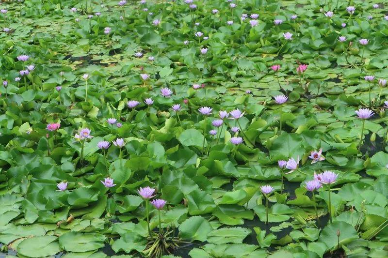 琼中避暑胜地,海南夏天凉爽的最佳地方琼中