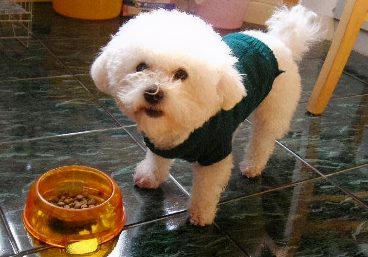 比熊犬出现泪痕怎么办,比熊犬泪痕的产生原因及处理方法