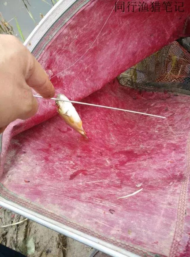 钓鱼记录2019,最新的钓鱼日记