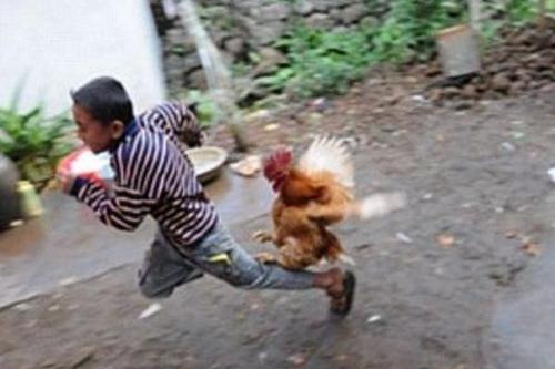 有剧毒的蜈蚣为什么怕公鸡,蜈蚣这么毒性为什么不毒死公鸡