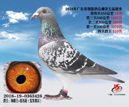 海霸王詹森纪录,冠霖公棚2017年获奖鸽欣赏