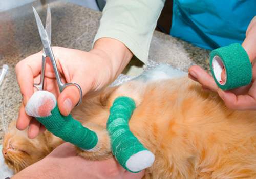 家中常备这些药猫咪生病不用慌,养猫咪家中常备的药