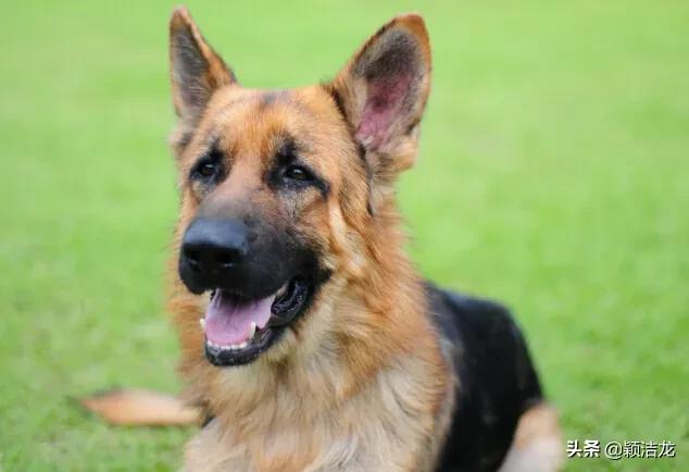 德国牧羊犬繁育训练基地,德国牧羊犬的生活习性有哪些