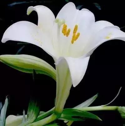 100种花的英文和花语是什么,100种花的花语以及送花礼仪分享