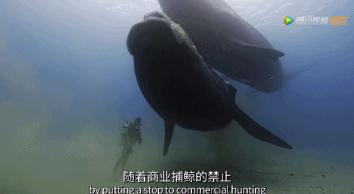 炸裂9.9,BBC再出神片,美得让人脸红