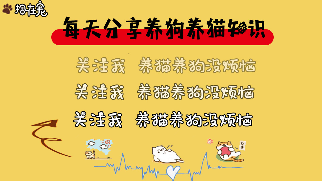 猫咪身上有一块毛掉了还有皮屑,猫咪身上有皮屑怎么处理