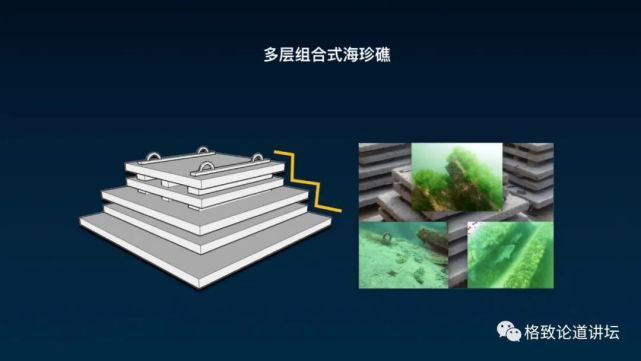 除了能提高人体免疫力，这个“肥宅”还是海底清道夫