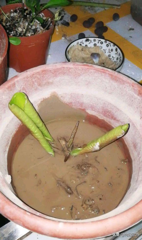 莲子长成荷花过程,一盆莲花种几颗莲子