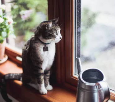 猫咪便秘大便带血,猫咪拉不出屎怎么快速解决