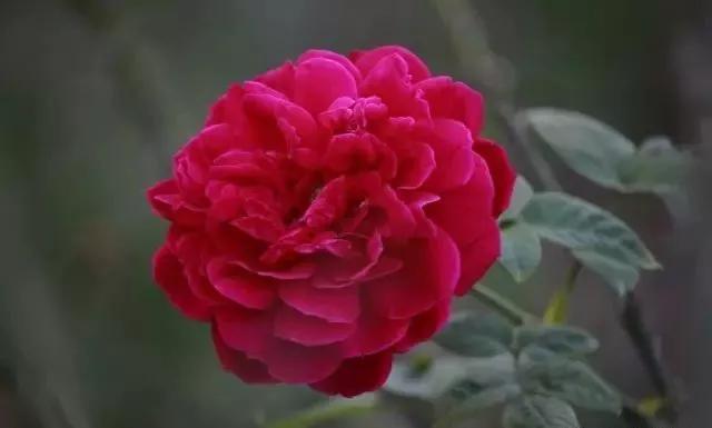 100种玫瑰图片大全,介绍100种不同品种的玫瑰视频