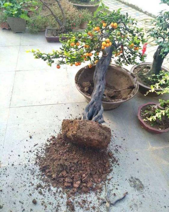 金弹子开花授粉时间,金弹子开花初期如何养护和管理