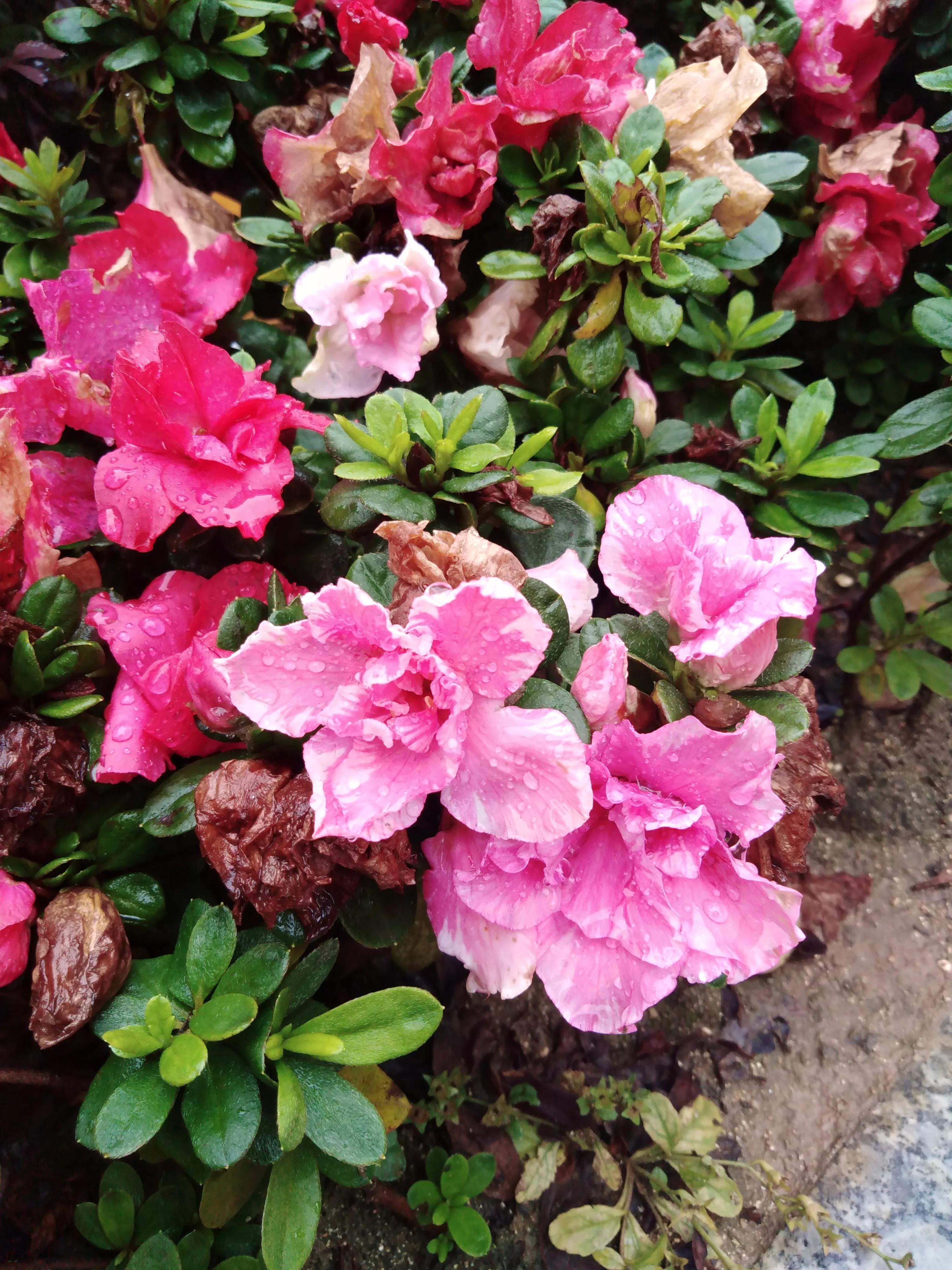 嘴长毛短浅含膘,嘴长毛短浅含膘是什么生肖