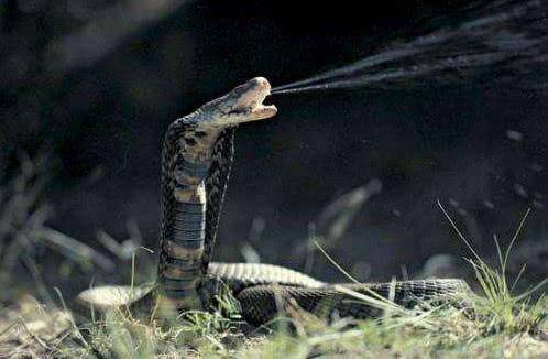 三米长的眼镜王蛇闯入家里,3米眼镜王蛇闯进民宅