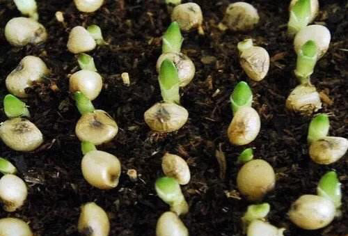 君子兰摘个果,省了买花钱,这样播种,30天生根发芽,收获100盆