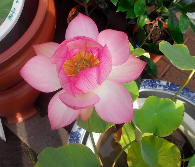 碗莲不开花叶子发黄是怎么回事,碗莲叶子发黄腐烂怎么办