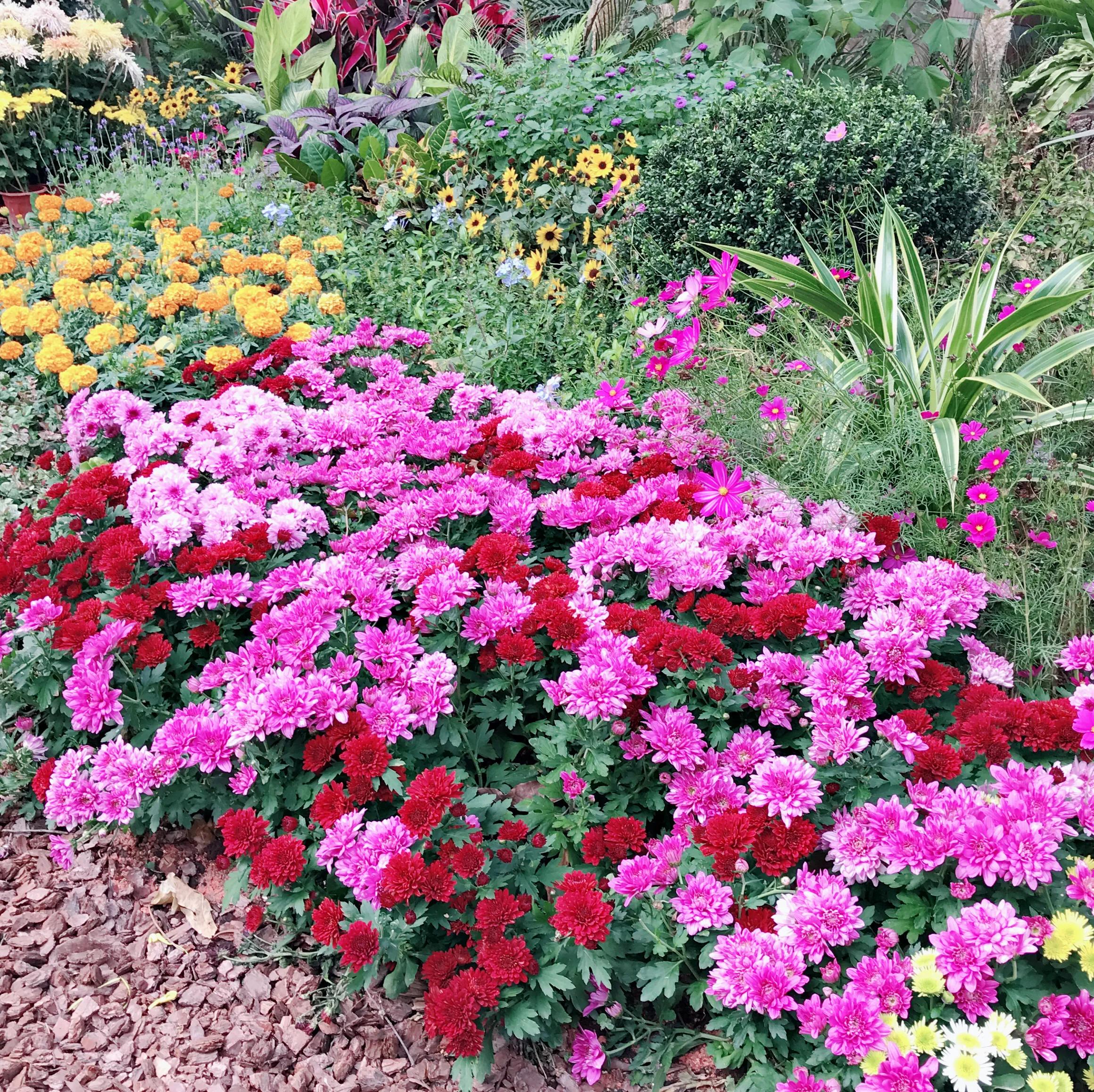 閬涘▋濂藉幓澶勮強鑺卞睍,娣卞湷閬涘▋鐪嬪睍