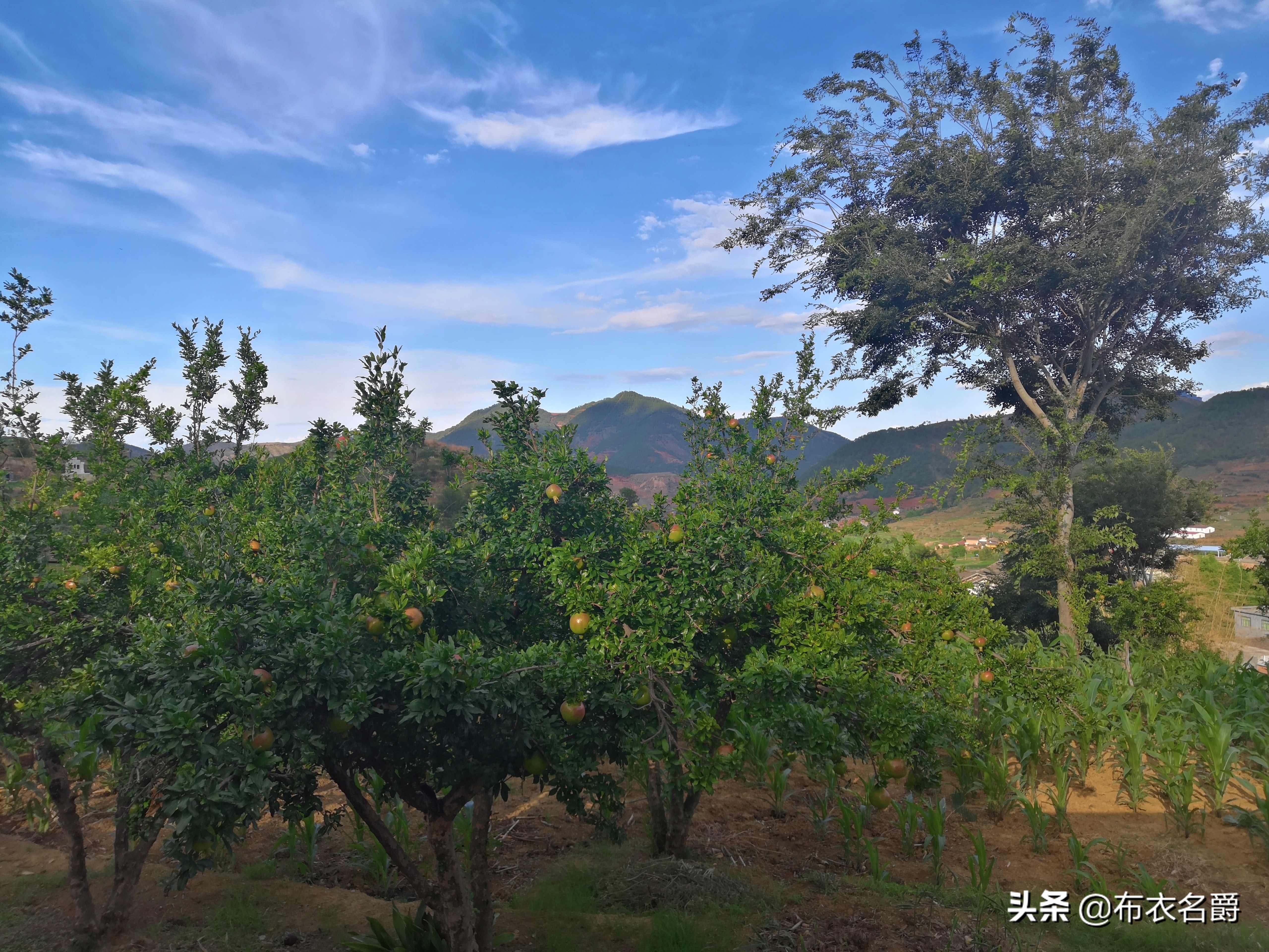 兽医讲座视频治疗牛病,兽医免疫知识