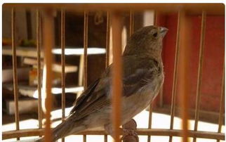 亲爱的小伙伴儿歌,亲爱的小伙伴吉他弹唱