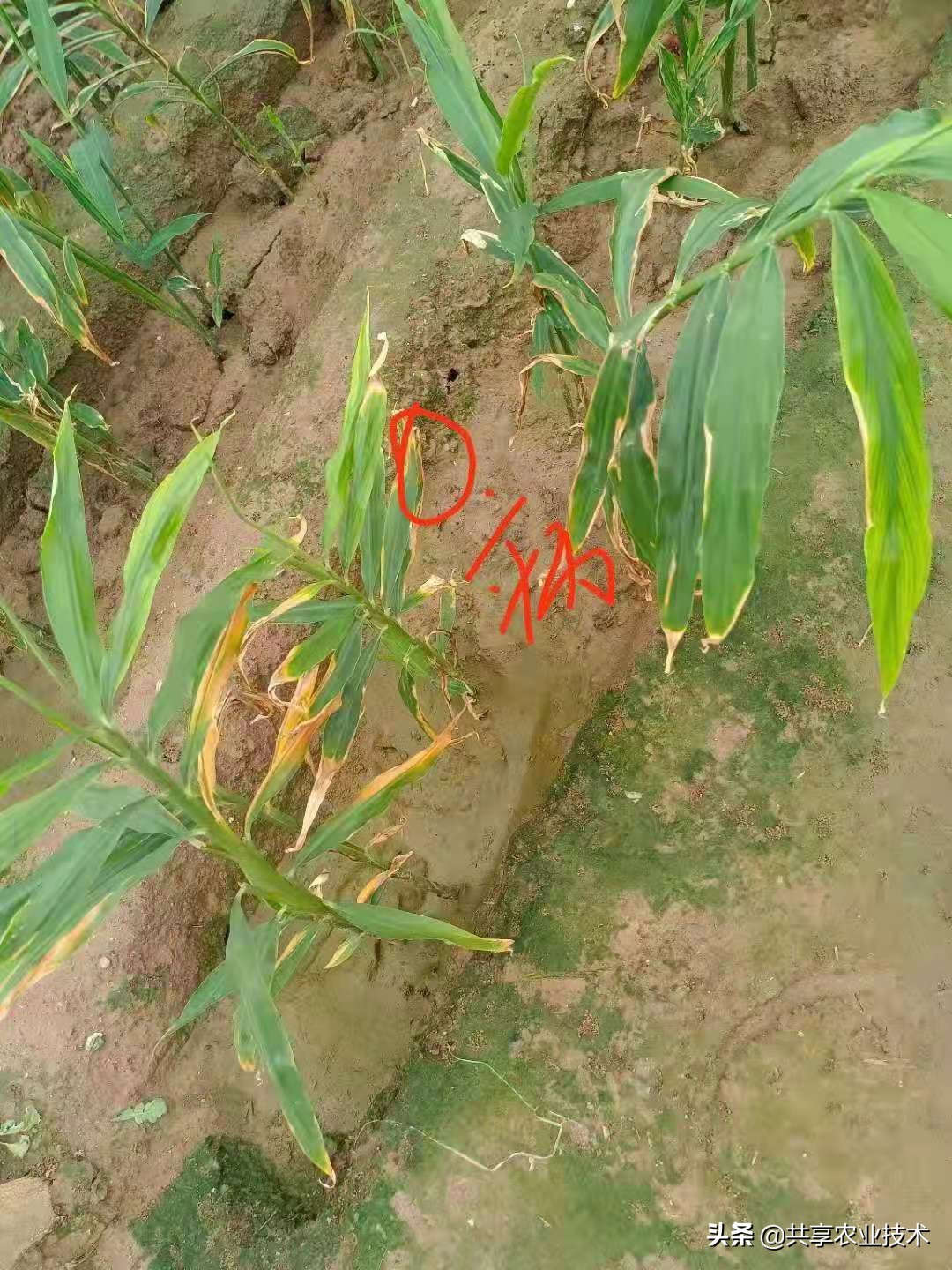 河北行唐：大姜地被淹，如何处理？