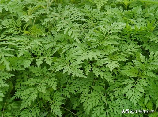 牙疼的原因和止疼妙招,牙疼不是病疼来要人命该怎么办