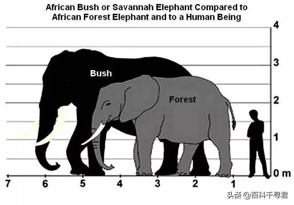 在非洲的热带雨林里,还生活着第三种大象——非洲森林象