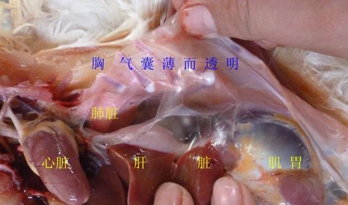 家禽常见疾病及检测方法书籍,家禽疾病如何检测