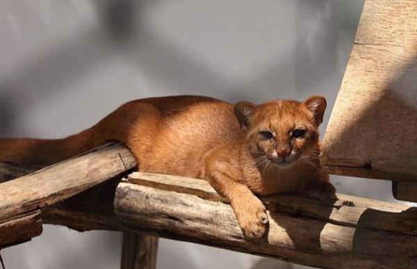 美洲豹和豹猫的相同之处,美洲豹和花豹的区别讨论
