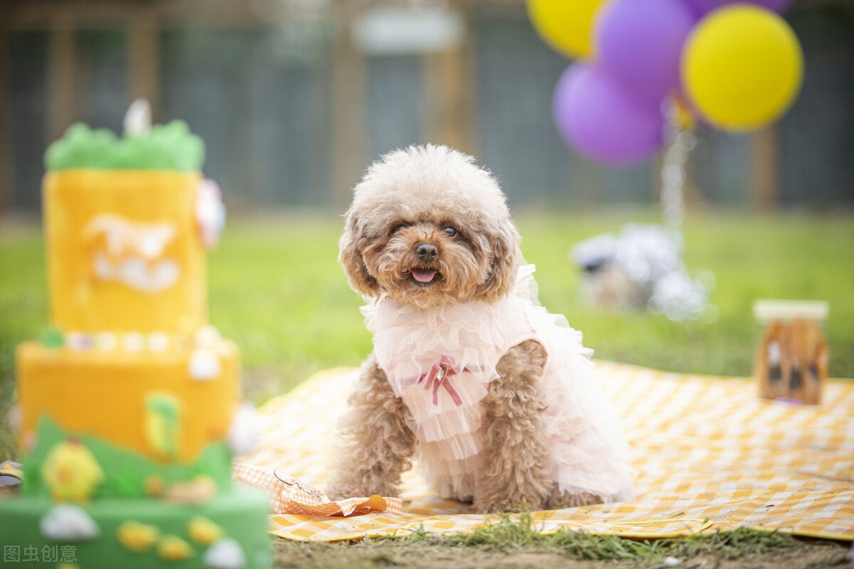 泰迪狗狗拉不出便便的解决方法,如何让泰迪幼犬不吃自己的大便