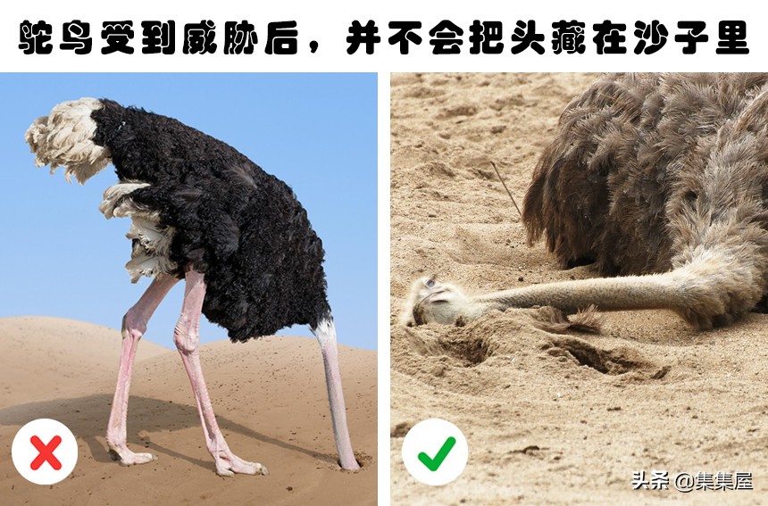 学习动物的基本知识,关于动物的20个问题