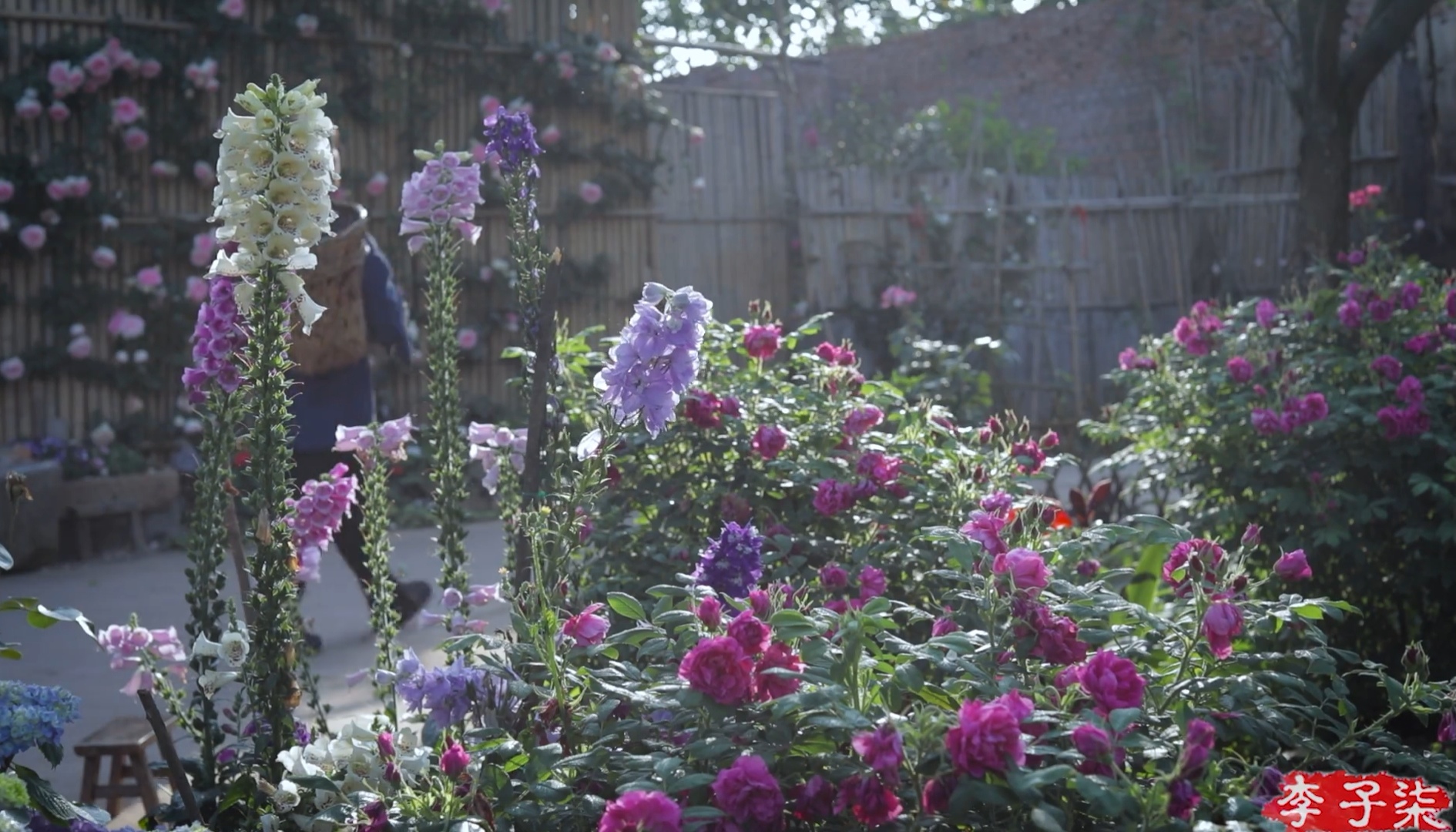 李子柒茶文化视频,李子柒视频中用的茶壶