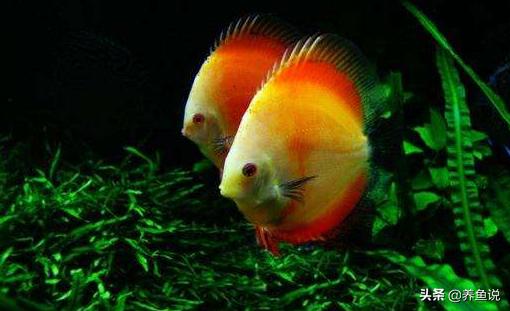 鹦鹉鱼生虫子怎么治疗,鹦鹉鱼生了小鱼怎么处理