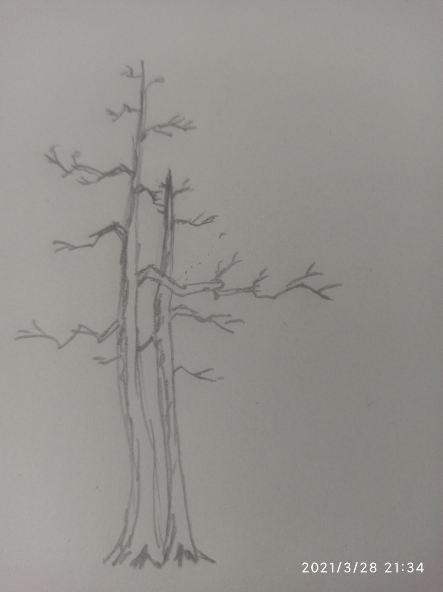 飘枝在盆景中真的很重要吗,飘枝与跌枝同时具备的盆景