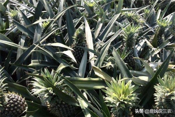 菠萝的种植技术和施肥方法,菠萝种植技术教程