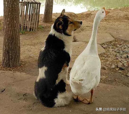 搞笑GIF：猫头鹰也是呆萌的动物，只能看不能养！