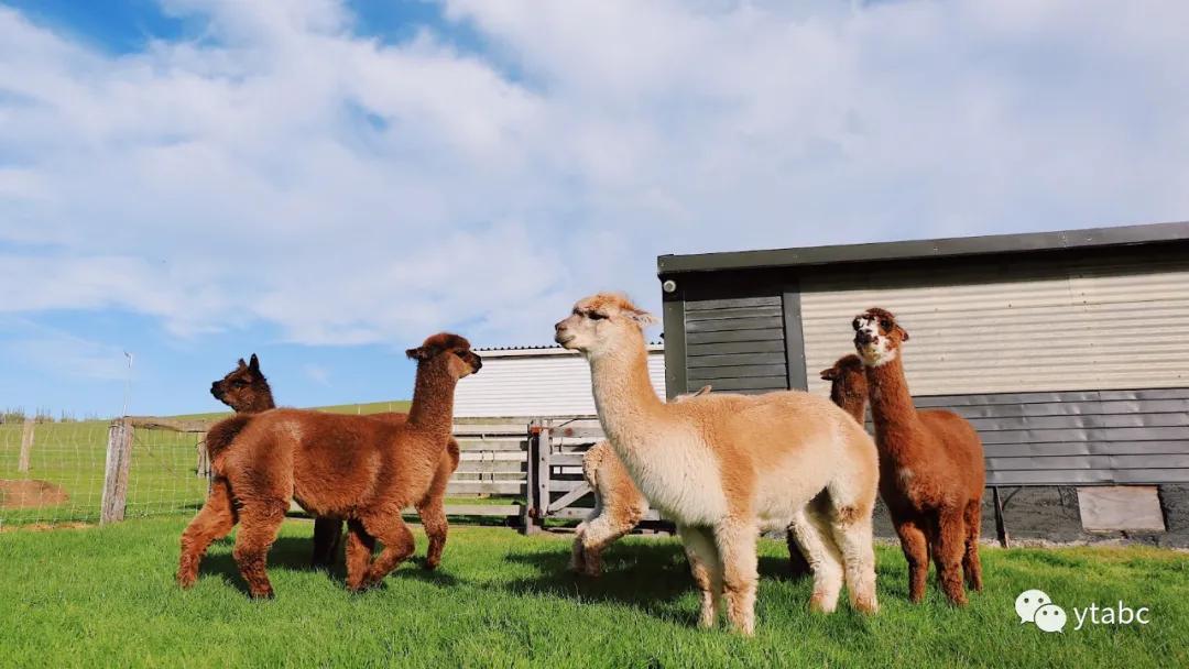 新西兰旅游哪里买护肤品,旅游新西兰必买清单