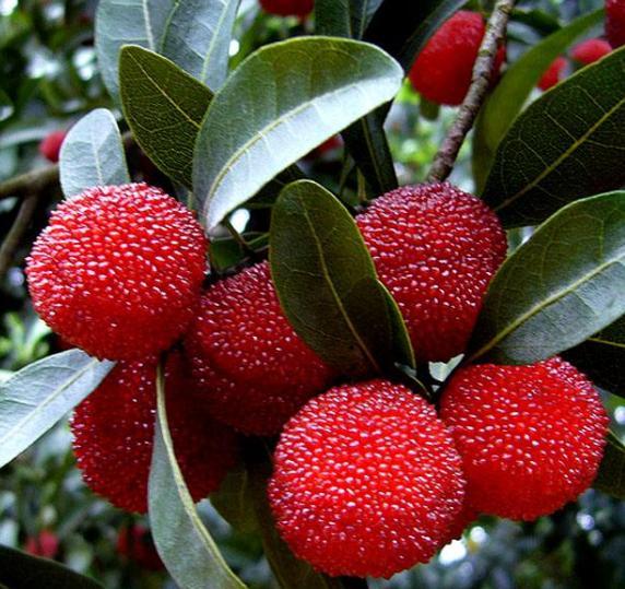 杨梅什么时候播种比较好,杨梅种子播种方法好学吗