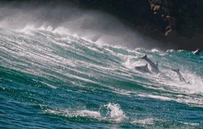 bbc纪录片揭露残忍人类对待动物,bbc动物纪录片造假事件