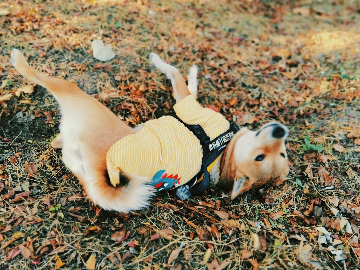 柴犬优缺点有哪些,柴犬的优缺点都有哪些