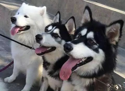 雪橇三傻不拉雪橇的萨摩耶,雪橇三傻中为什么有萨摩耶