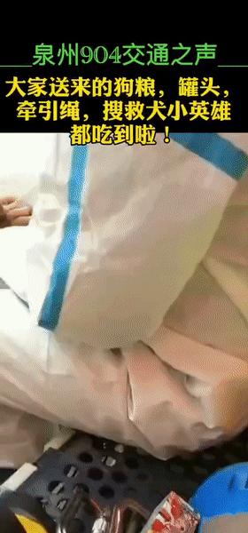 一只叫贝贝的斑点狗,有一只狗叫贝贝视频