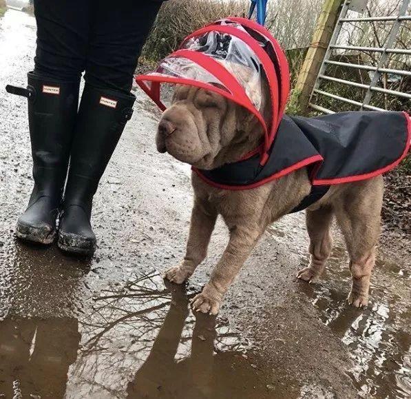 当这只整天都“睡不醒”的沙皮，遇上一位心灵手巧的铲屎官