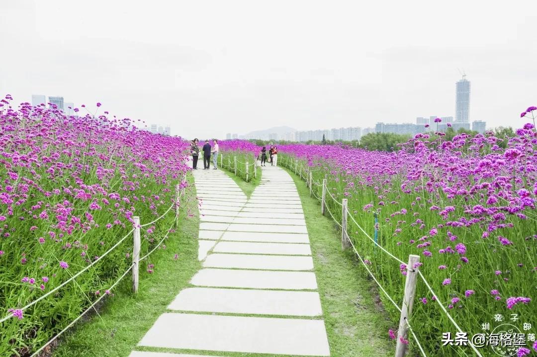 绱壊姊﹀够鑺辨捣鍏洯,娣卞湷鏅綏鏃烘柉2024绱壊鑺辨捣