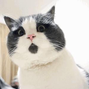 辟谣猫咪的六个谣言,辟谣猫咪并非黑夜都能看得清