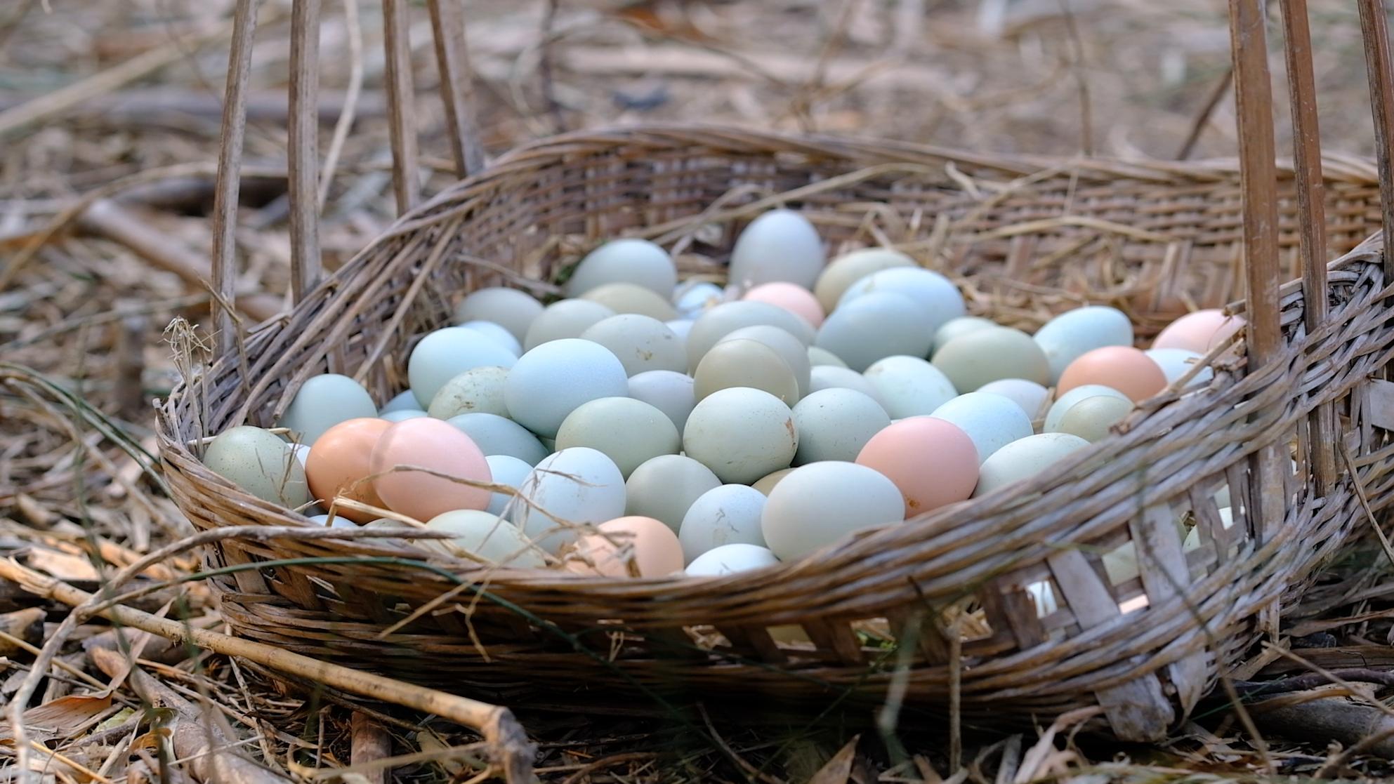 卖完公鸡留母鸡生蛋，不按斤按盒卖70-100块，居然收入千万