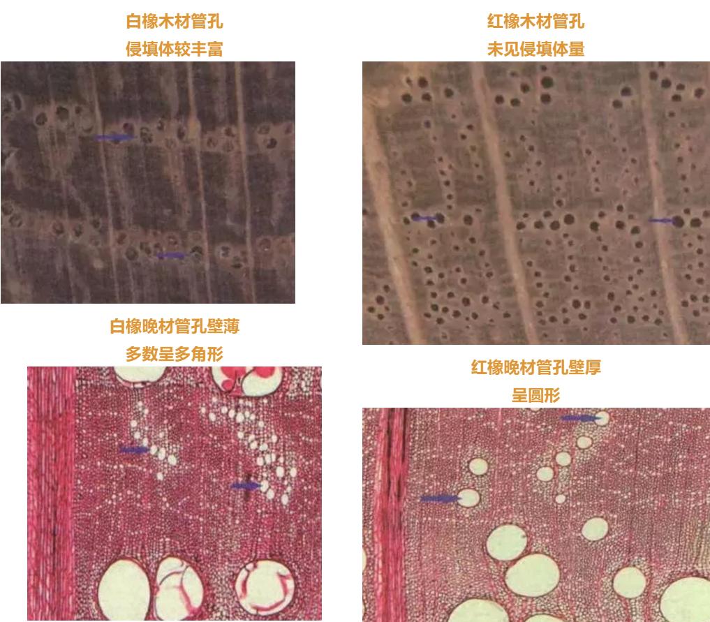 2000元买红橡实木床担心假货，如何选购红橡家具？这篇文章教你